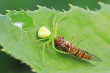 Crab spiders prey on Syrphidae in natural conditions, North China