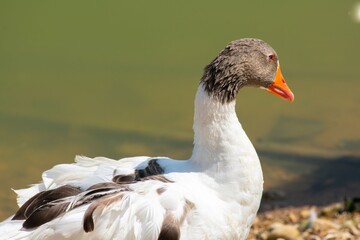 goose standing on a waterfront close up