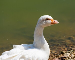 goose standing on a waterfront close up