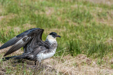 Pomarine Jaeger (Stercorarius pomarinus) in Barents Sea coastal area, Russia