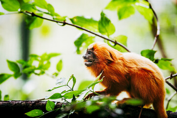 Petit Singe Saimiri Jaune Wall Mural Wallpaper Murals Wallsheaven Picsart