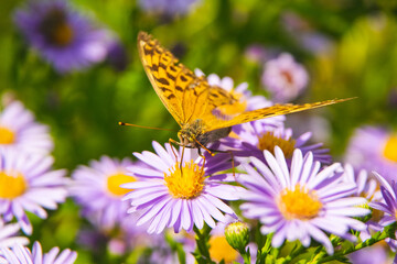 Beautiful butterfly feeding on a bright pink flower closeup.