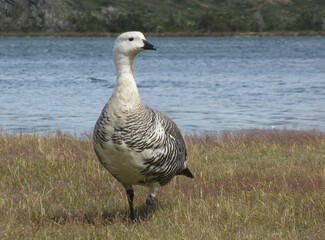 Magellangans Patagonien Chile