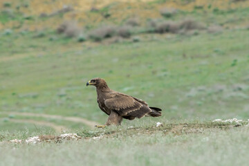 Steppe Eagle (Aquila nipalensis) feeds on carrion in Caucasus, Republic of Dagestan, Russia