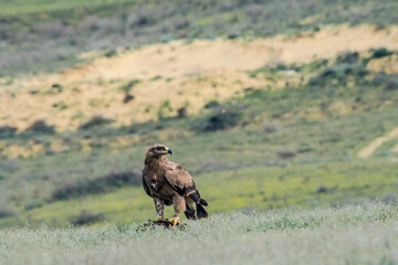 Steppe Eagle (Aquila nipalensis) feeds on carrion in Caucasus, Republic of Dagestan, Russia