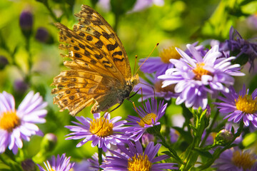 Beautiful butterfly feeding on a bright pink flower closeup.
