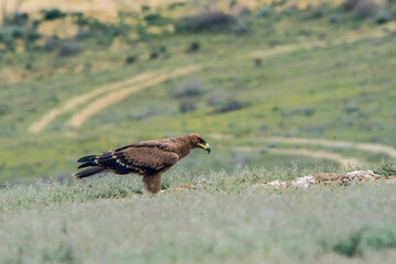 Steppe Eagle (Aquila nipalensis) feeds on carrion in Caucasus, Republic of Dagestan, Russia