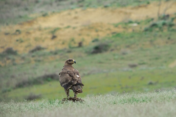 Steppe Eagle (Aquila nipalensis) feeds on carrion in Caucasus, Republic of Dagestan, Russia