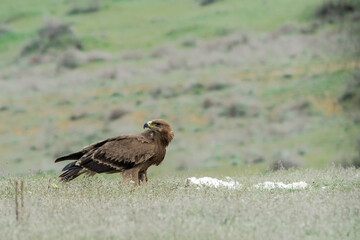 Steppe Eagle (Aquila nipalensis) feeds on carrion in Caucasus, Republic of Dagestan, Russia