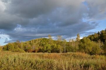 clouds in the forest