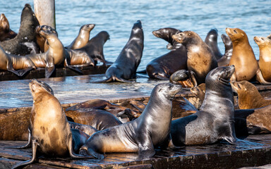 Cute Sea lions at Pier 39 harbour during summer season in the afternoon  . One of the most tourist attraction places in  the heart of San Francisco , California , United Staes of America