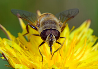 Mistbiene / Scheinbienen-Keilfleckschwebfliege (Eristalis tenax) - Common drone fly 