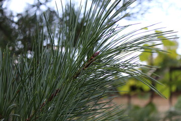 cedar branch in autumn