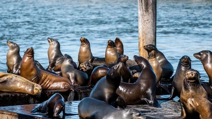 Papier Peint photo Plage de Baker, San Francisco Cute Sea lions at Pier 39 harbour during summer season in the afternoon  . One of the most tourist attraction places in  the heart of San Francisco , California , United Staes of America