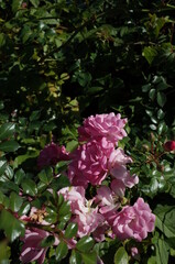 Light Pink Flower of Rose 'Satina' in Full Bloom
