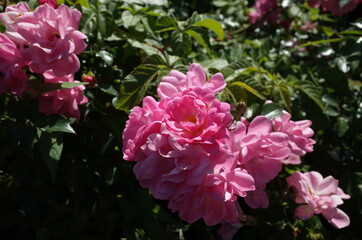 Light Pink Flower of Rose 'Satina' in Full Bloom
