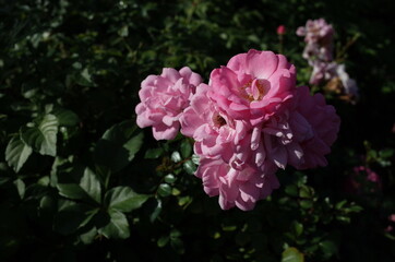 Light Pink Flower of Rose 'Satina' in Full Bloom
