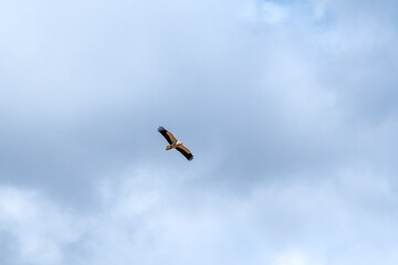 Egyptian Vulture (Neophron percnopterus) in Caucasus, Republic of Dagestan, Russia