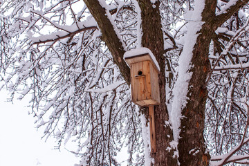 Wooden birdhouse hanging on tree in park on clear winter day. Concept of helping birds in winter time.