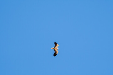 Egyptian Vulture (Neophron percnopterus) in Caucasus, Republic of Dagestan, Russia