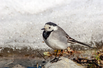 White Wagtail (Motacilla alba) in Barents Sea coastal area, Russia