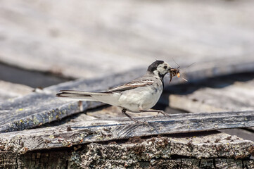 White Wagtail (Motacilla alba) in Barents Sea coastal area, Russia