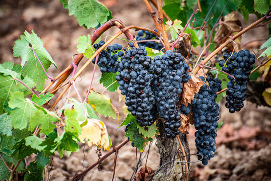 Vi&ntilde;as, Cepas, uvas, racimos, hojas, colores, vendimia, vino, bodegas, tierra, 