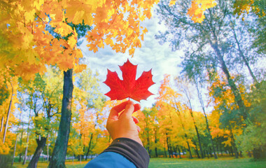 Hand holding red autumn leaf closeup. Maple fall leaves in park. Hello october concept. Nature change mood. Yellow sunny forest on orange color background. Pov view up blue sky. Happy gold tree season