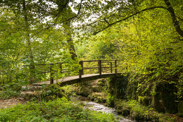 Br&uuml;cke im Wald