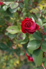 Red Flower of Rose 'Scarlet Ovation' in Full Bloom
