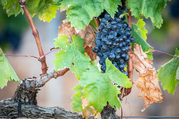 Viñas, Cepas, uvas, racimos, hojas, colores, vendimia, vino, bodegas, tierra, 