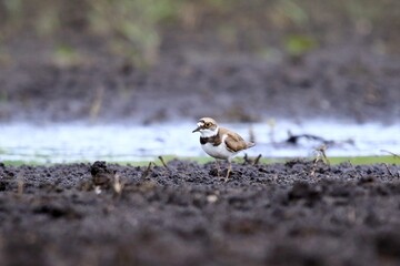 sieweczka rzeczna