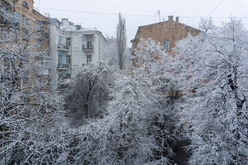 Frozen trees in the inner city block