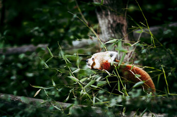 Adorable panda roux dans un arbre