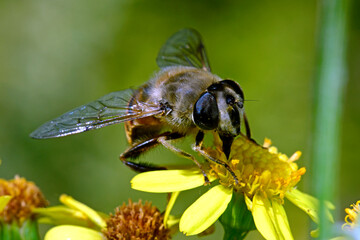 Common drone fly on a ragwort / Mistbiene / Scheinbienen-Keilfleckschwebfliege (Eristalis tenax)...