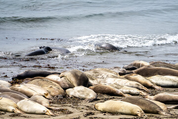 Fototapeta na wymiar Sea lions at Elephant Seal Vista Point during summer season , California , USA