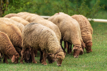 Sheeps graze on a green meadow in the mountains