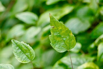 green plant leaves in the nature, summer season, green background