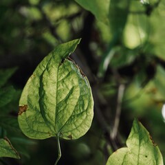 green plant leaves in the nature, summer season, green background