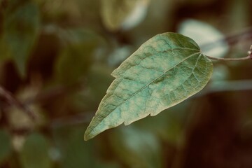 green plant leaves in the nature, summer season, green background