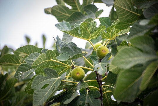 higos, higuera, recoger, degustar, comer, brevas, hojas