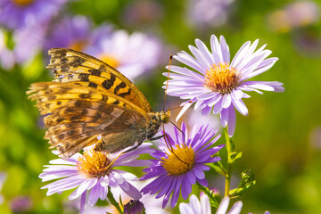 Beautiful butterfly feeding on a bright pink flower closeup.