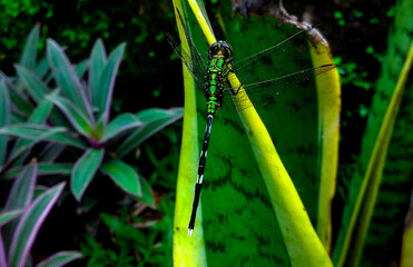 close up photo of dragonfly