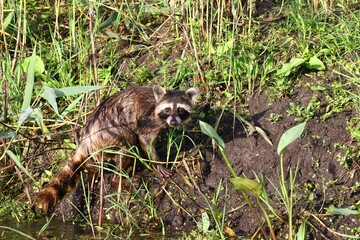 szop pracz © Robert