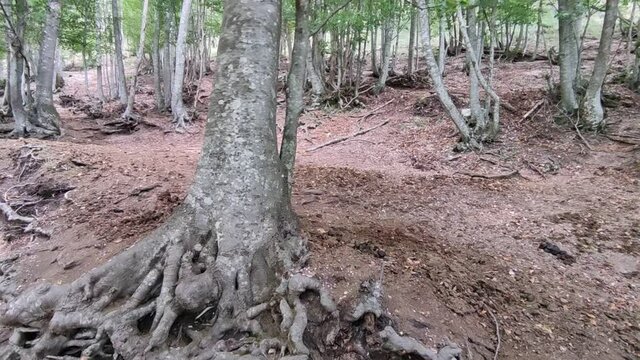 Faggetta lungo il sentiero 105 sul monte Strega