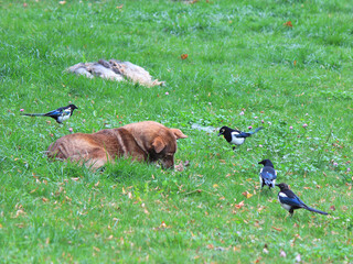 magpies want to steal a bone from a chewing dog