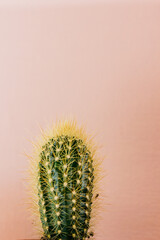 Green cactus on a pink background in the sun. Cactus with pink backgrounds, Summer creative concept, Minimal style. 