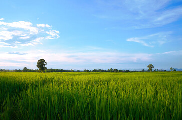 Landscape view of green grass  with blue sky and clouds background.