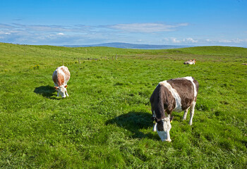 Obraz premium Cows grazing in open field nest to the 'Cliffs of Moher' in Ireland