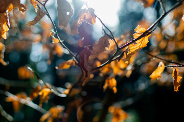 Herbstblätter im Wald, Herbstbeginn